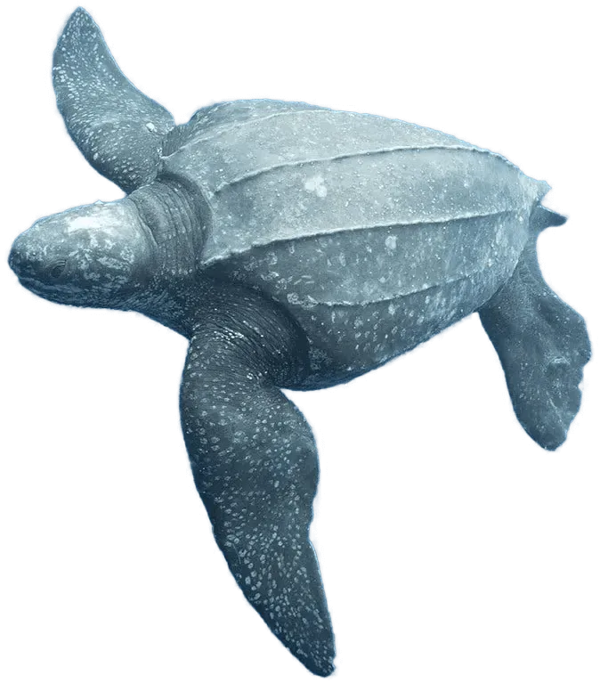 tortuga