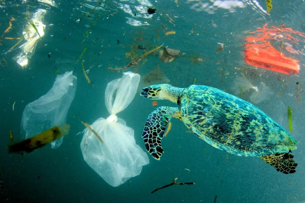 Los plásticos de un solo uso afectan el ecosistema-marino