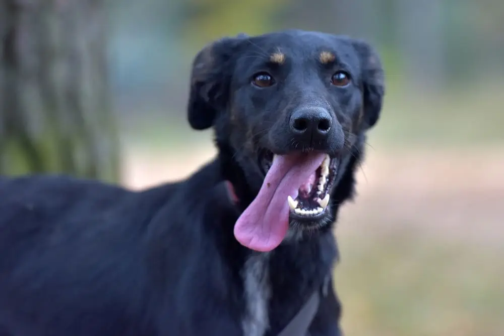 perro criollo negro sacando la lengua