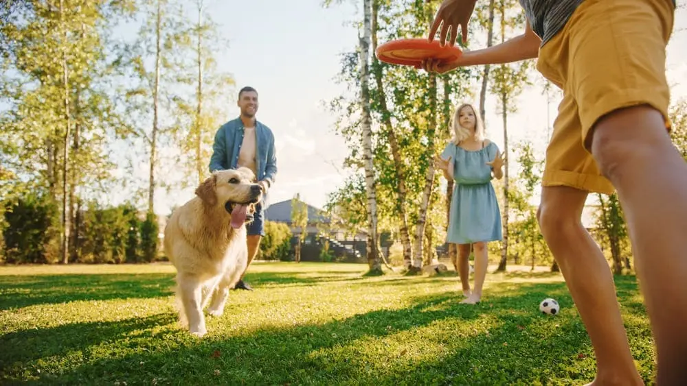 Perro golden retriever jugando frisbee con su familia