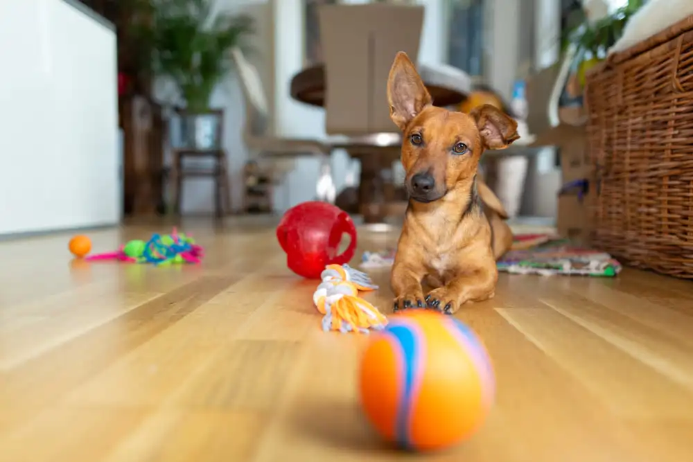 perro jugando con pelota y otros juguetes