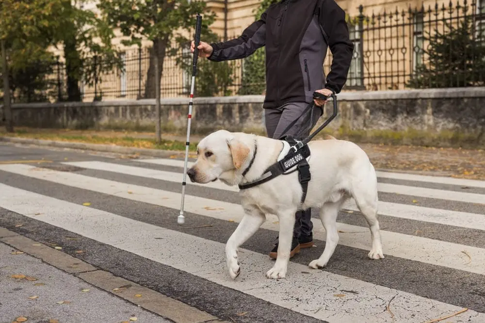 perro labrador blanco ayudando a persona ciega