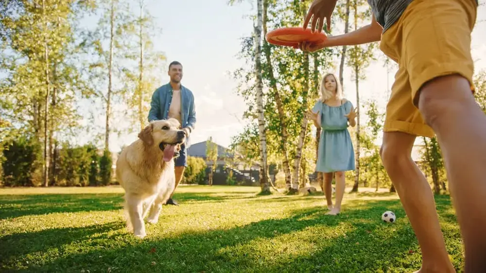 Perro golden retriever jugando frisbee con su familia